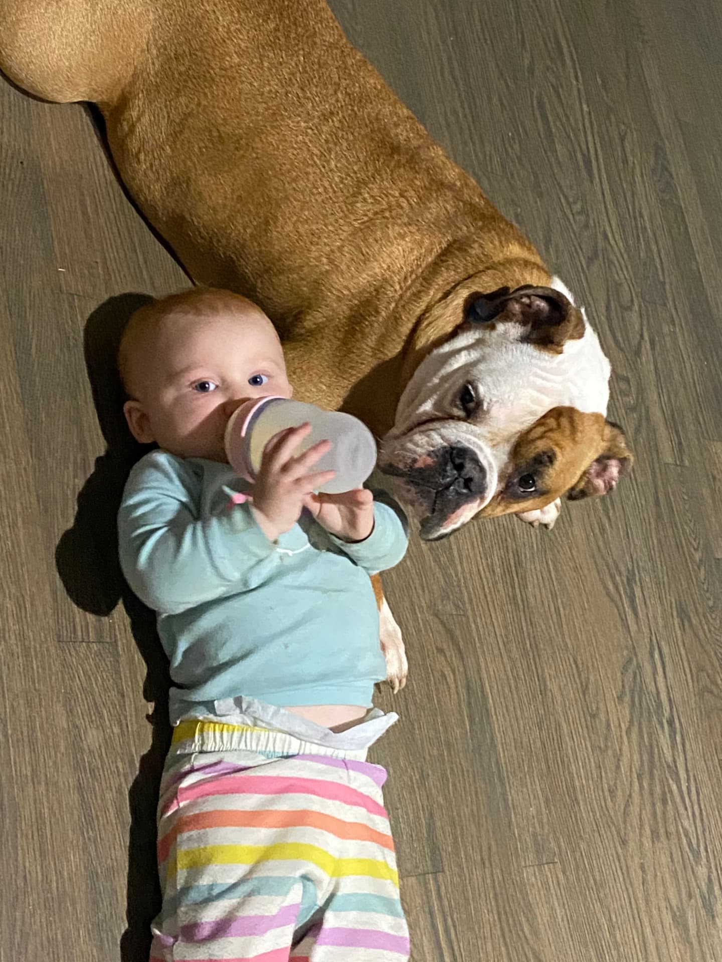 Kevin's daughter with the family bulldog